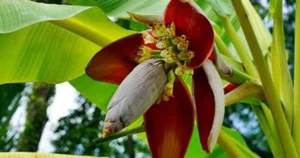 Tác dụng của hoa chuối đối với sức khỏe